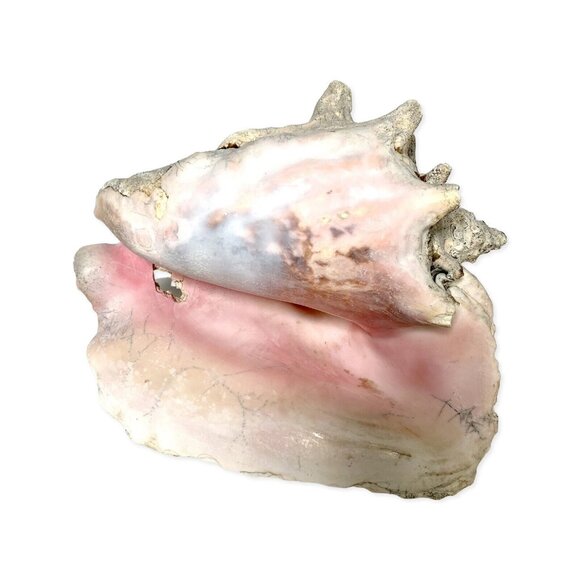 Large Conch Shell Unknown Type 9" - Picture 1 of 8
